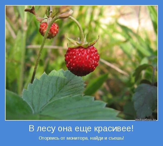 Цитаты лета со смыслом. Цитаты про клубнику короткие. Высказывания про клубнику смешные. Изречения о ягодах. Цитаты про ягоды.