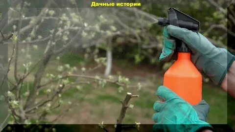 Как опрыскивать деревья мочевиной осенью дозировка