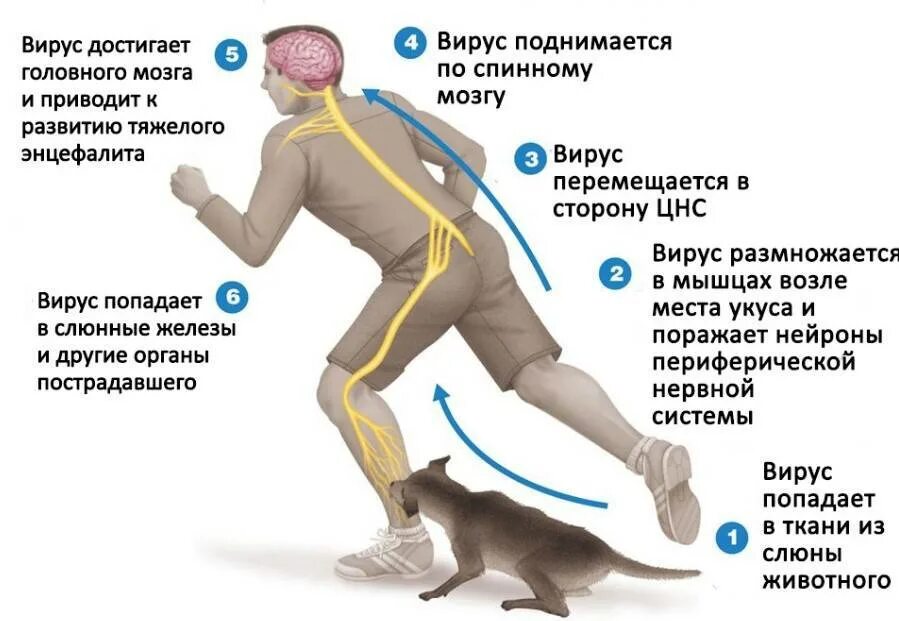 Заболевания передающиеся от кошек. Кошачьи болезни которые передаются людям. Болезни от кошек передающиеся человеку. Передать кошке болезнь. Инфекция от кошек человеку.