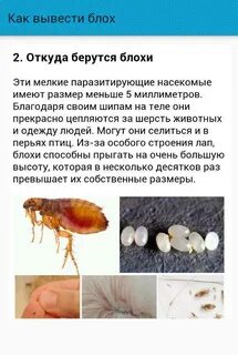 Как распознать блоху
