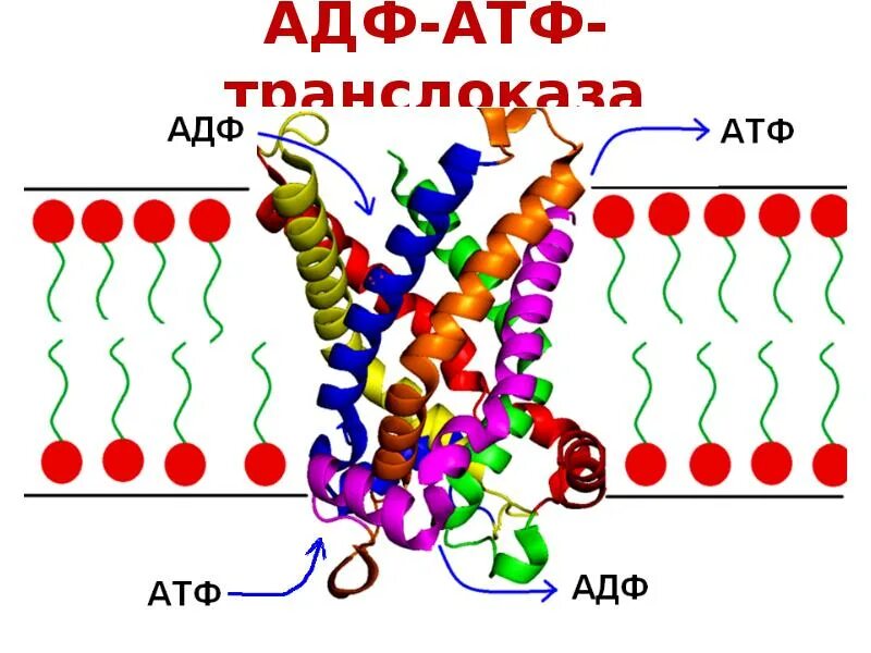 Адф. Атф транслоказы. атф-адф-транслоказой. атф адф амф. адф биохимия.