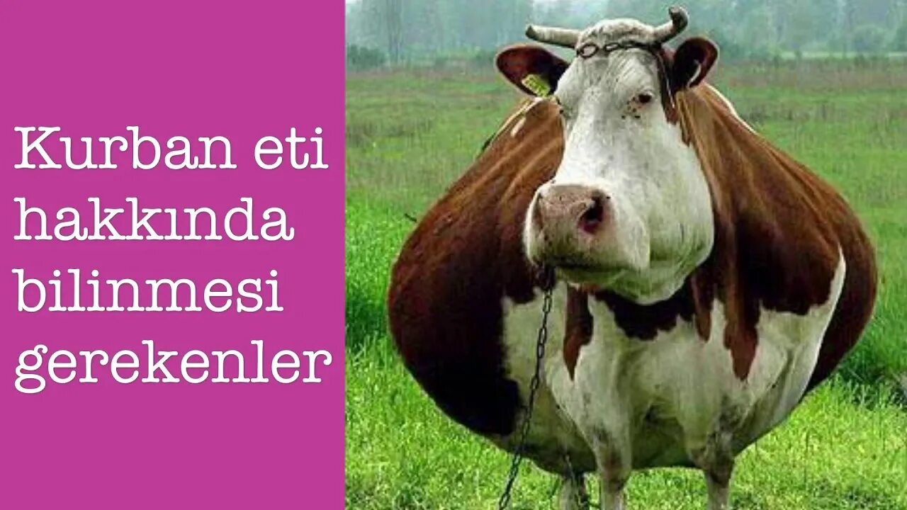 Жеребёнок имя кличка. Дикая корова. Клички коров. Как назвать теленка бычка. Имена для телят.