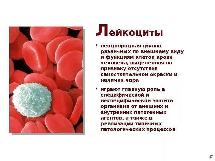Какую роль играют лейкоциты