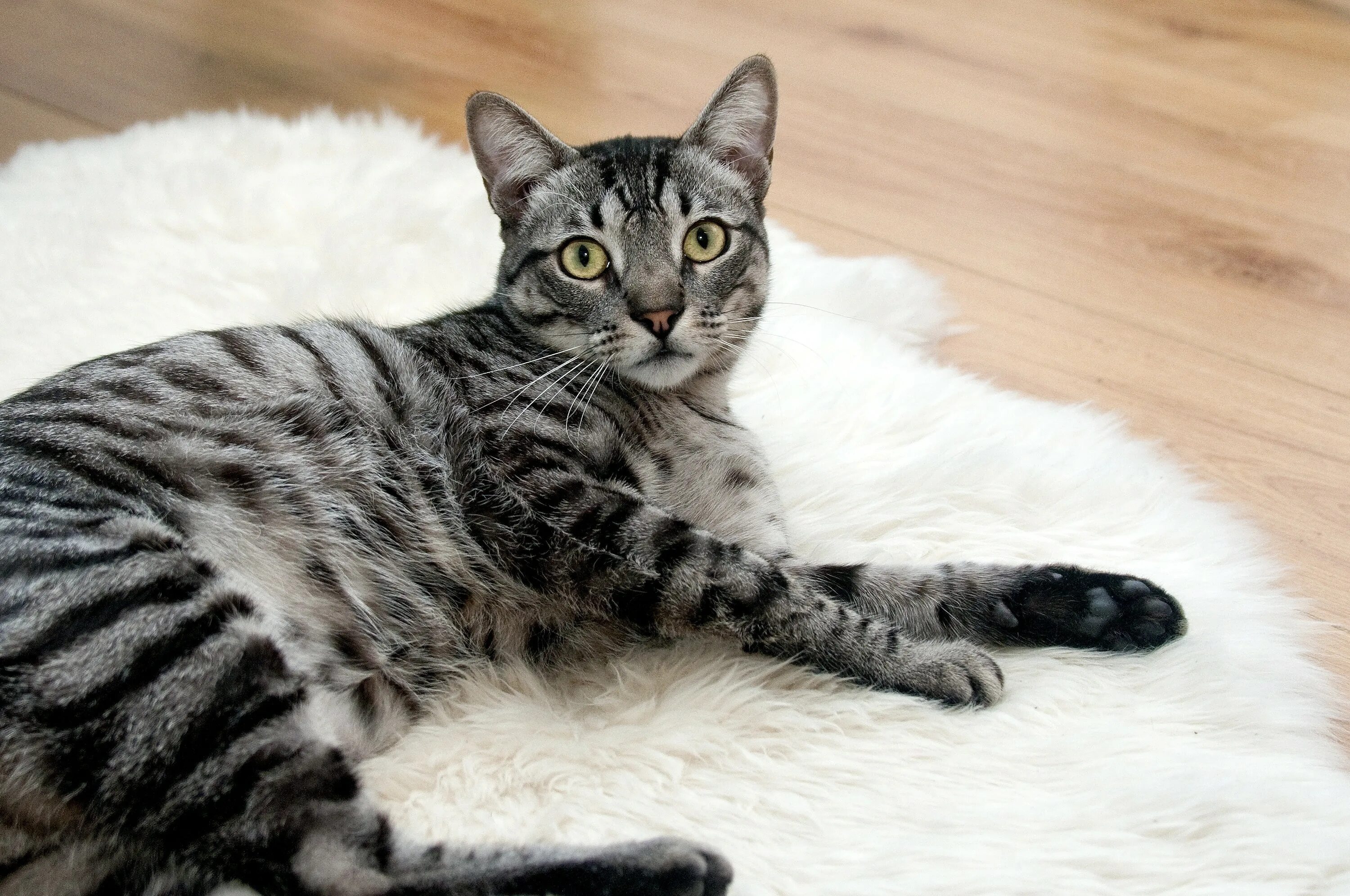 Cat s grey
