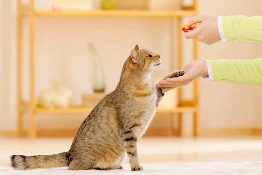 Кот рекомендует. Дрессировка кошек. дрессированный кот. воспитание кошки. кошка дает лапу.