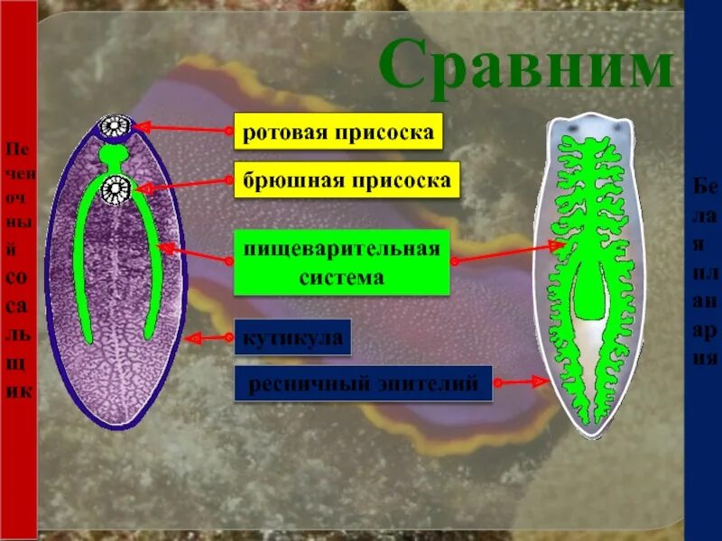 Белая планария таблица 7 класс биология
