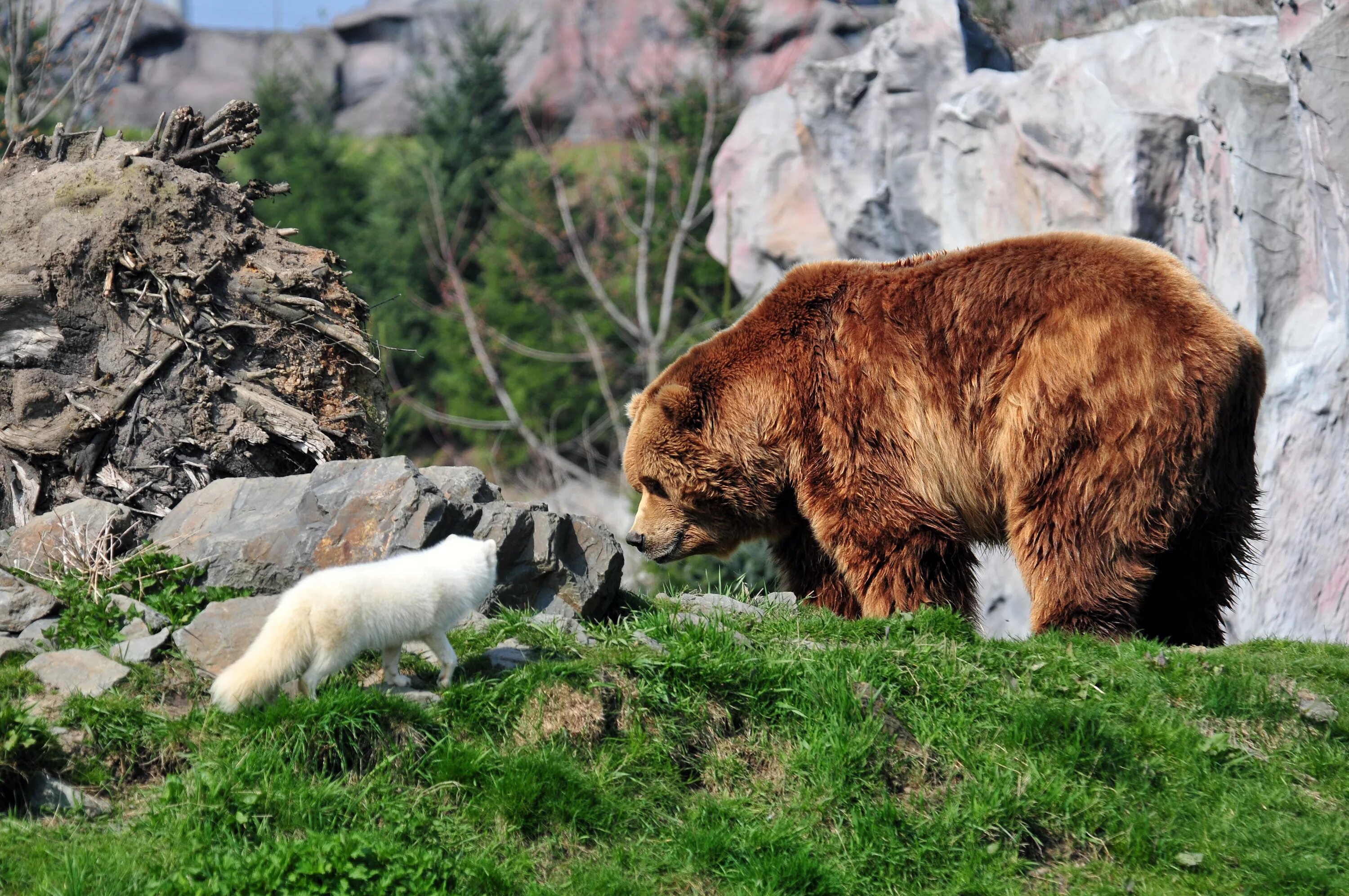 Тянь-шаньский бурый медведь. Апеннинский бурый медведь. Бурый медведь кавказский заповедник. Медведь Гризли.