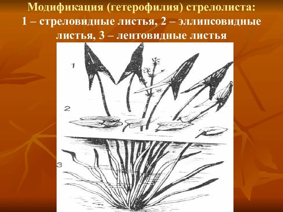 Модификация листьев. Формации листьев гетерофиллия. гетерофиллия у стрелолиста. стрелолист модификационная изменчивость. гетерофилия водных растений.