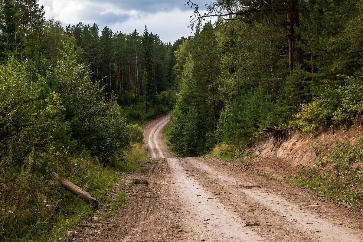 Использование лесных дорог. Лесные дороги. дорога в лесу. дорога в тайге.