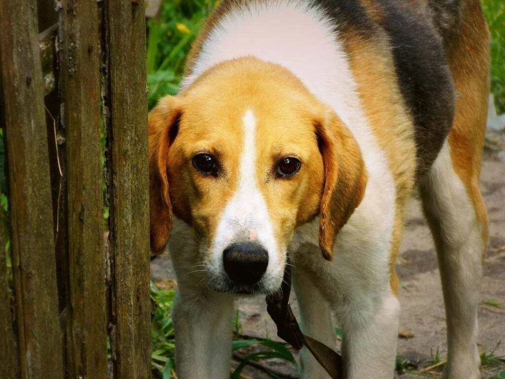 Русская гончая кутенок. Русская гончая кутенок. Русская гончая щенки. Русская гончая черноспинная. Русская гончая чепрачная.