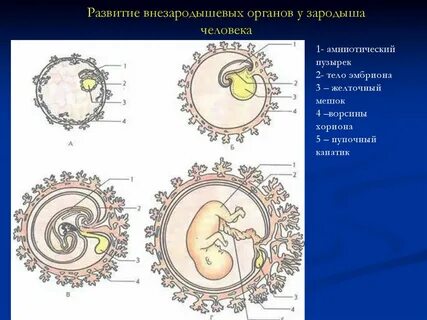 Эмбриогенез человека