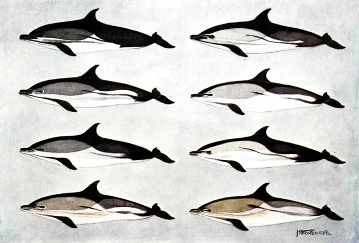 какие виды дельфинов существуют. беломордый дельфин. дельфин белобочка. название обычного дельфина. атлантический белобокий дельфин.