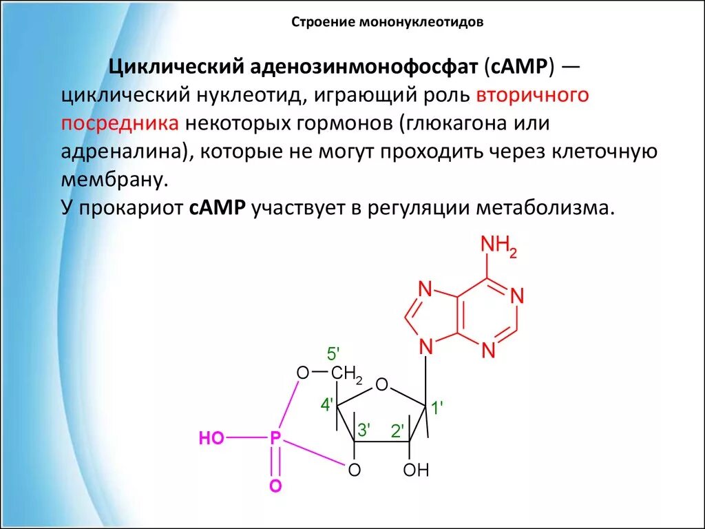 Нуклеотид вируса. Циклический 3 5 аденозинмонофосфат. Аденозинмонофосфат строение. Циклический аденозинмонофосфат функции.
