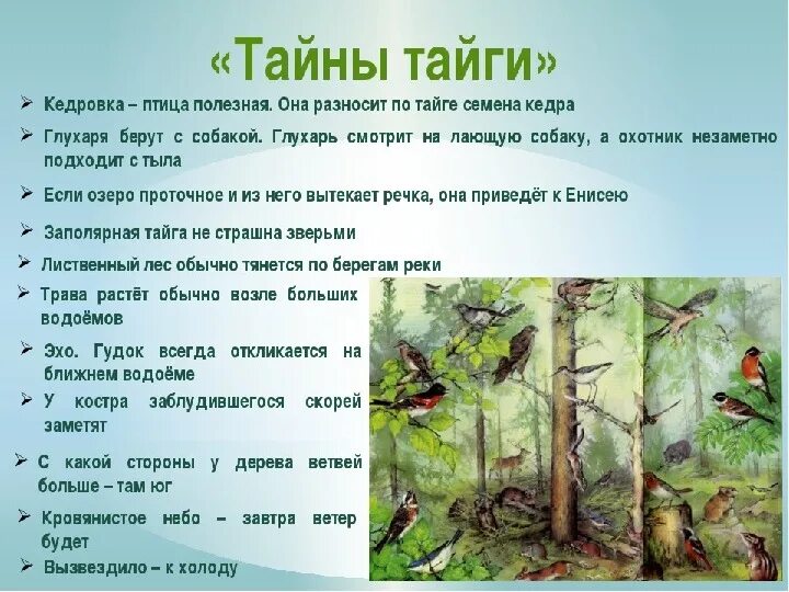 Советы из рассказа васюткино озеро. Законы тайги. Приметы тайги. Высказывания о тайге. Цитаты о тайге.