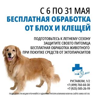 Собака клещ лечение народными средствами