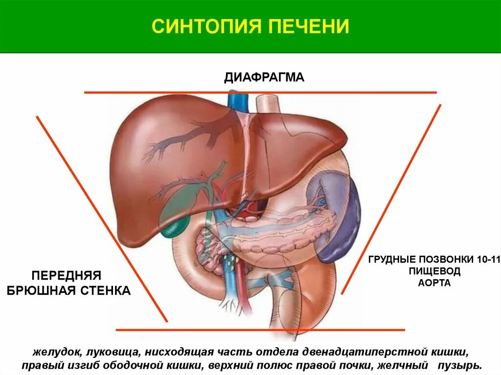 Печень желудок топография синтопия. Синтопия печени анатомия. Синтопия печени и желчного пузыря. Отверстие в печени