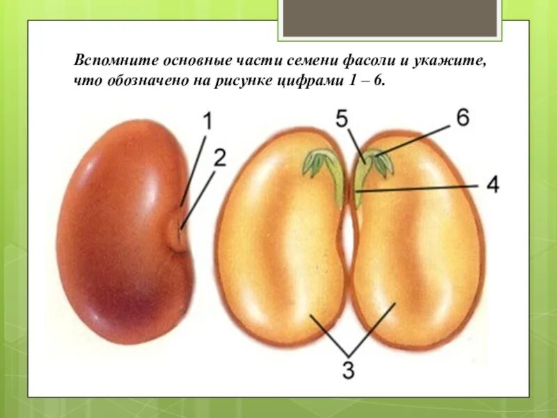 Строение зерновки и семени фасоли. Основные части зародыша в семени. Части зародыша семени фасоли. Строение зародыша фасоли.