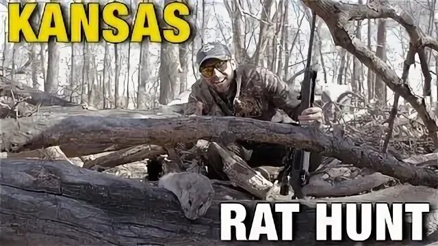 Rat hunting