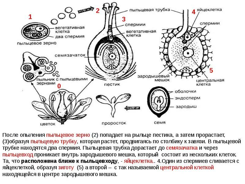 Оплодотворенная спермием центральная клетка. Оплодотворение покрытосеменных растений схема. Схема процесса двойного оплодотворения цветковых растений. Схема двойного оплодотворения у покрытосеменных растений. Схема опыления и оплодотворения цветкового растения.