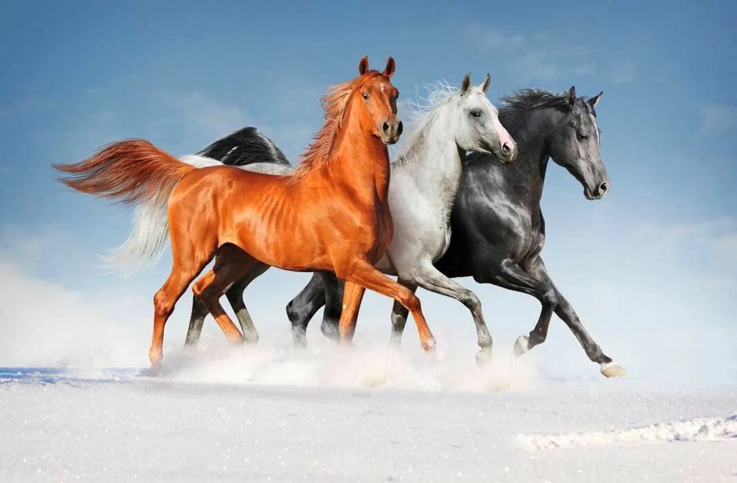 4 horse