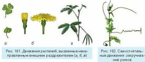 Какого значение движения растений