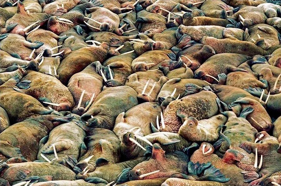 Истребление животных. Истребление животных. Истребление животных. Истребление животных. Амурский тигр браконьерство.