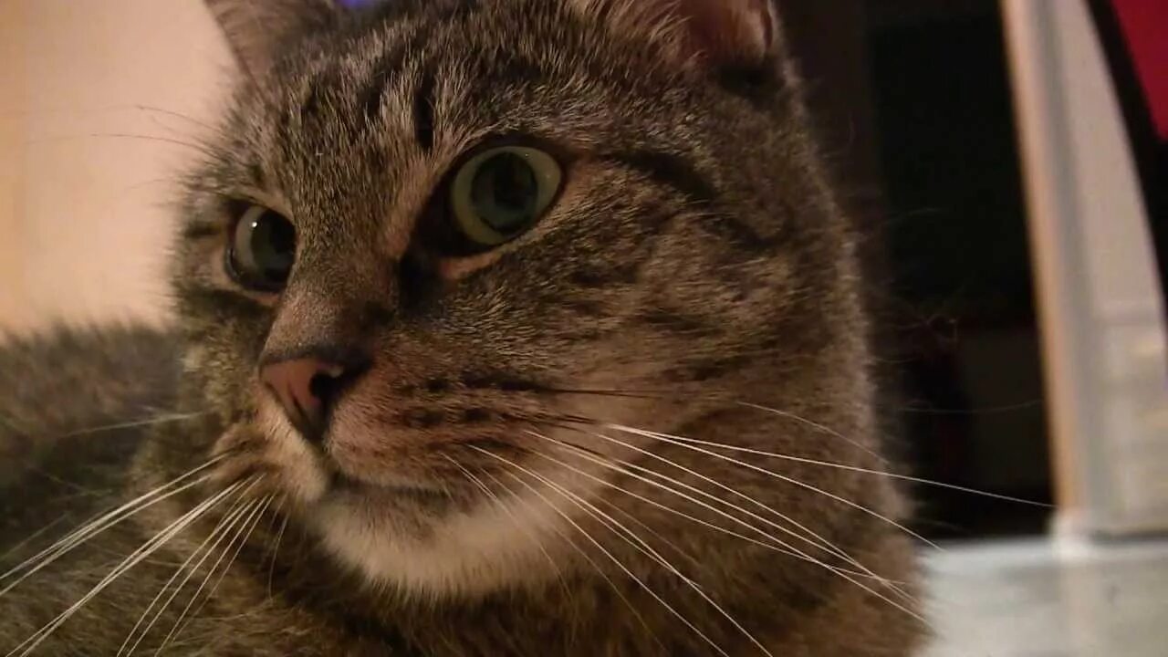 Saw cat. It is a cat. I can see задания. Как коты видят в темноте. Милые комиксы про котиков.