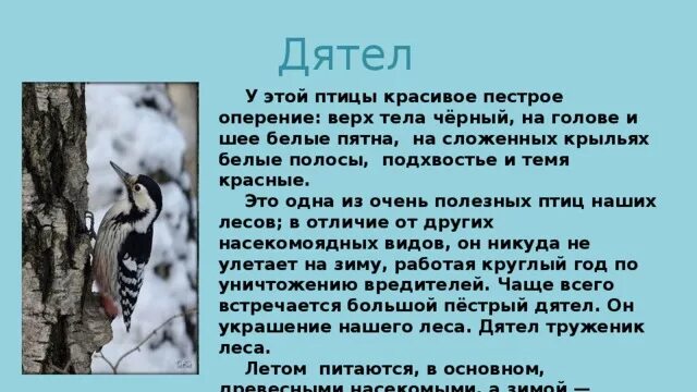 У этой птицы красивое пестрое оперение. У этой птицы красивое пестрое оперение верх тела черный. Дятел оперение. Дятел труженик. Большой пестрый дятел имеет черное оперение