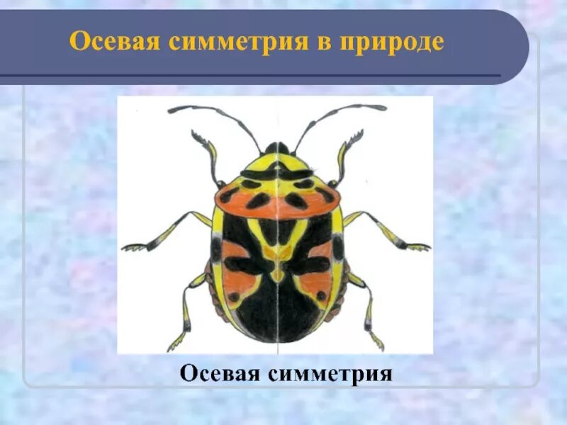 Жук математик. Осевая симметрия в природе. осевая симметрия в природе божья коровка. ось симметрии в природе. симметрия в природе жук.