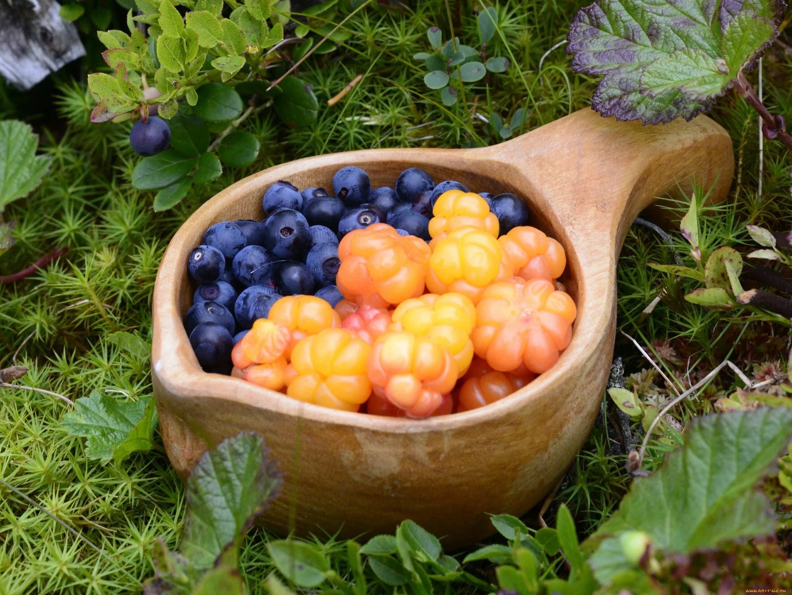 клюква сорт бен лир. какая ягода лежала в решете. какая ягода лежала в решете. какая ягода лежала в решете. дары леса ягоды брусника черника.