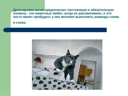 Как дрессировать кошку