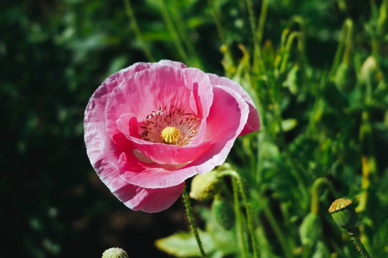 Мак розовый Фламинго цветок. Мак Papaver розовый. Anny розовый Мак. Розовые маки. Розовый мак 2