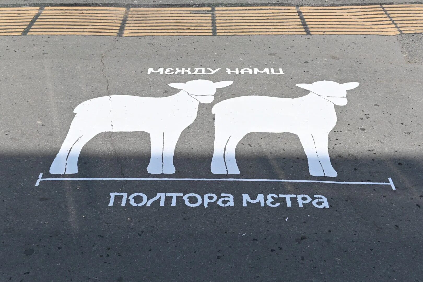 Давать полтора. Соблюдай дистанцию олени. корги на асфальте. полтора метра.