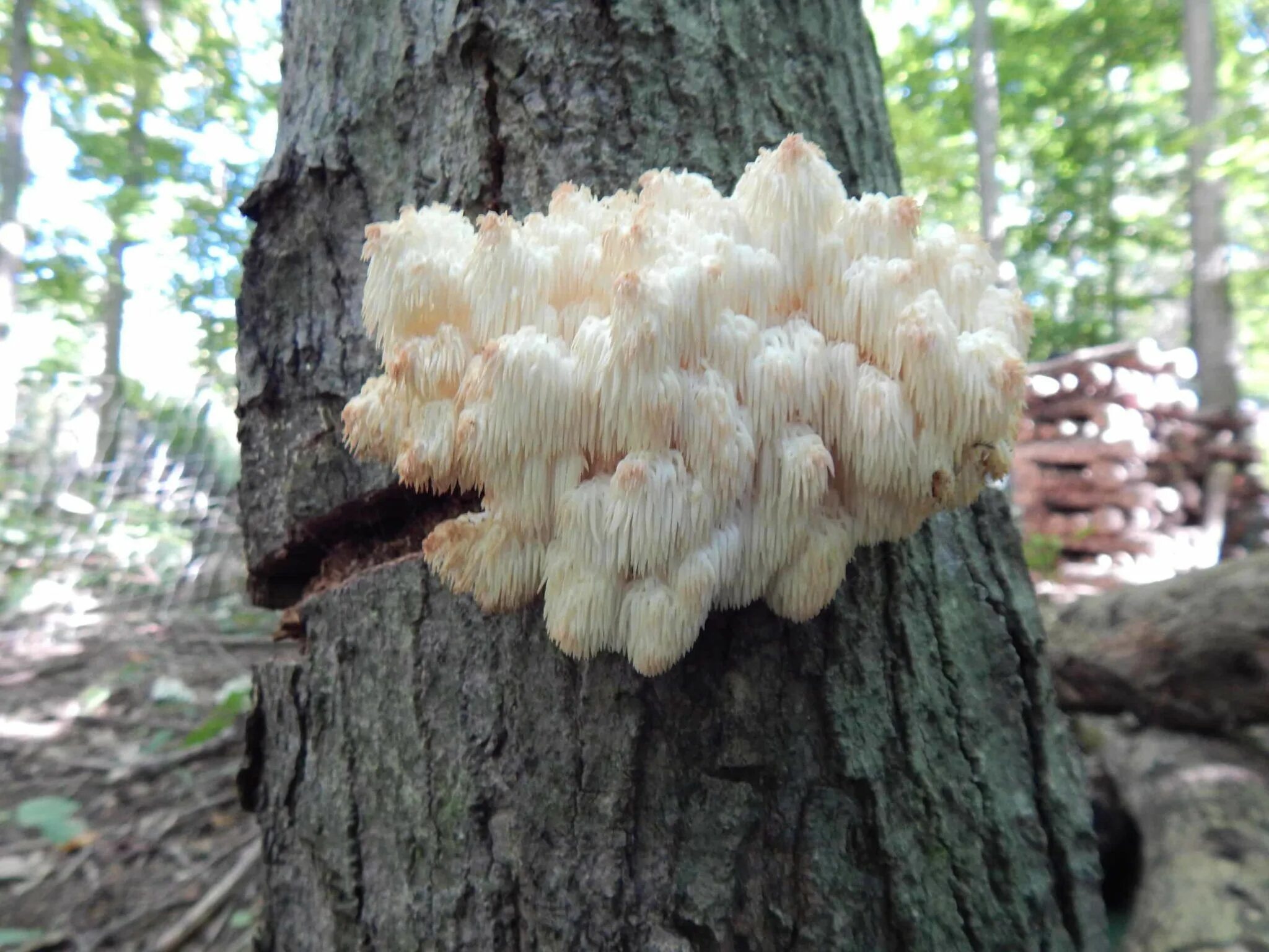 Mane mushroom. Lions mane ежевик гребенчатый. hericium erinaceus. lion’s mane hericium erinaceus. hericium americanum.
