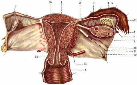 Матка (uterus) Внутренние женские половые органы Анатомия человека