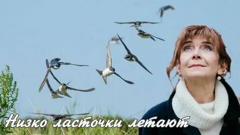 Низко летит к дождю