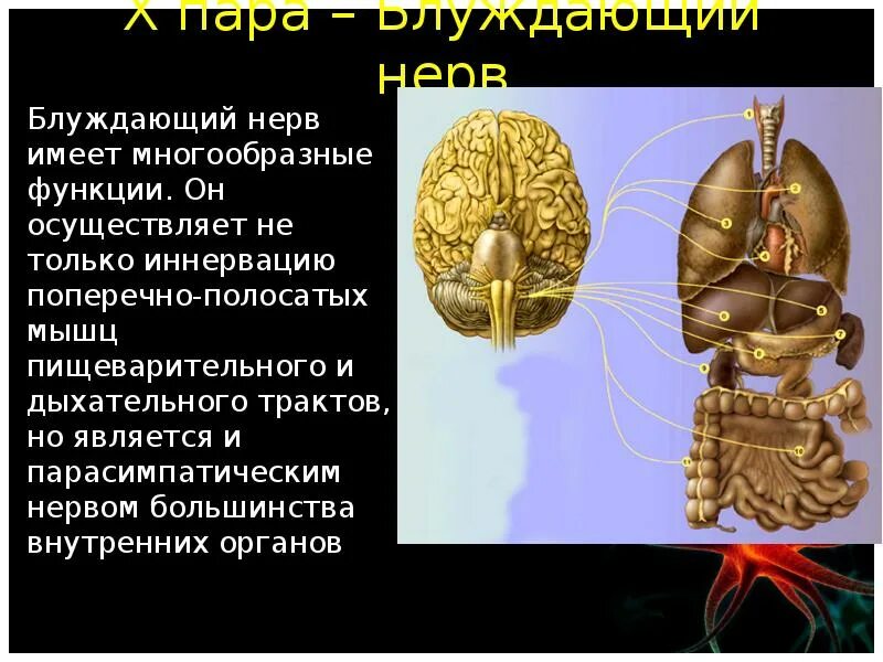 Стэнли розенберг блуждающий нерв. Блуждающий нерв функции. Блуждающий нерв осуществляет иннервацию. Блуждающийинерв функции.