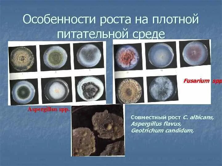 Рост на плотных питательных средах. Рост на плотных питательных средах