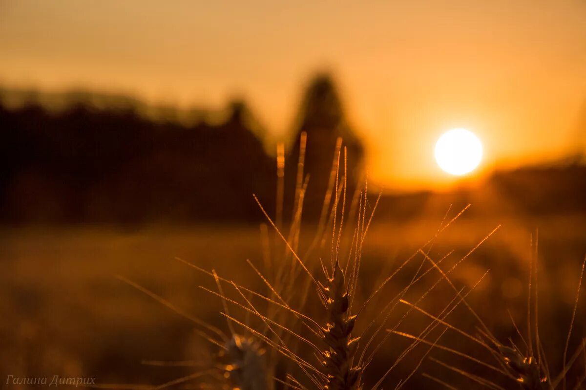 поле с колосьями. пшеничные поля гуково. рожь на закате. пшеничное поле на закате. ржаное поле.