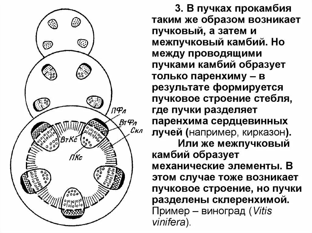 Пучковый камбий. Камбийтв проводящих пучказ. Пучковое строение. Камбий в проводящих пучках.