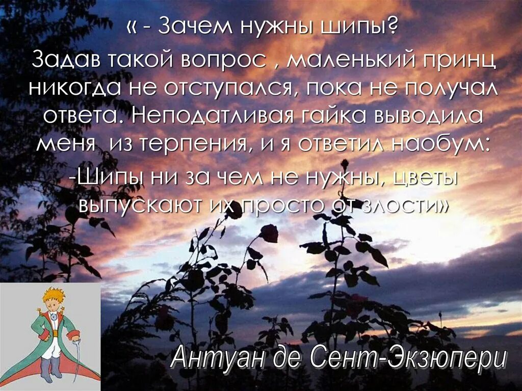 Почему принц сожалел что покинул 5 планету. Зачем нужны шипы маленький принц. откуда берётся жестокость. зачем по мнению принца цветам нужны шипы маленького.