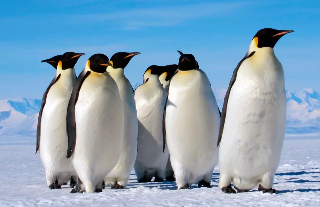 Emperor penguin. Императорский Пингвин в Антарктиде. Королевский Пингвин в Антарктиде. Взрослые Императорские пингвины. Императорский Пингвин обитает.