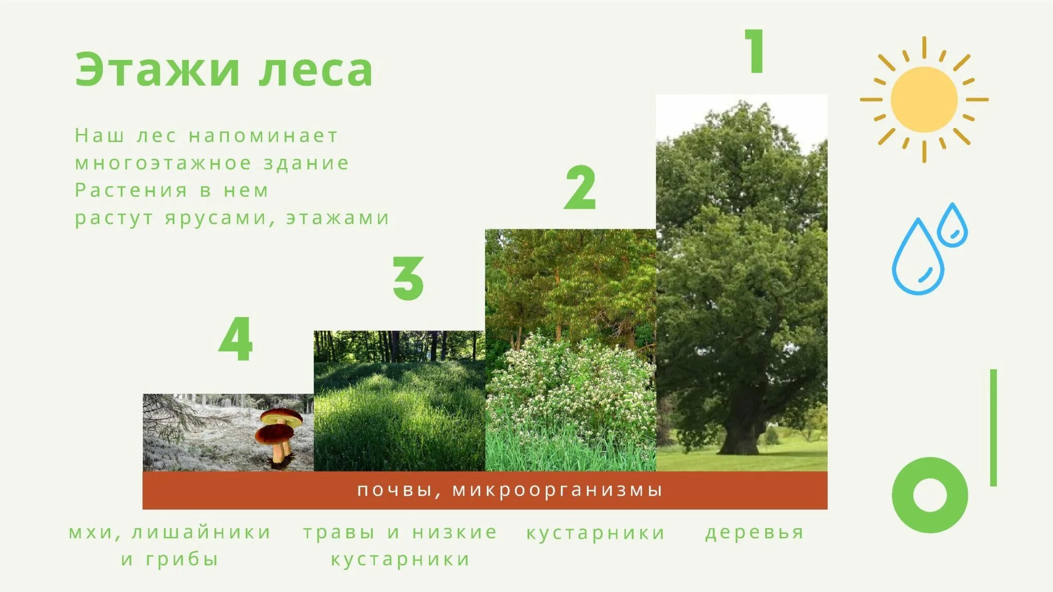Лес для презентации. Экскурсия в лес. Лес -экологическая система. Лес окружает предложений. Лес для презентации.