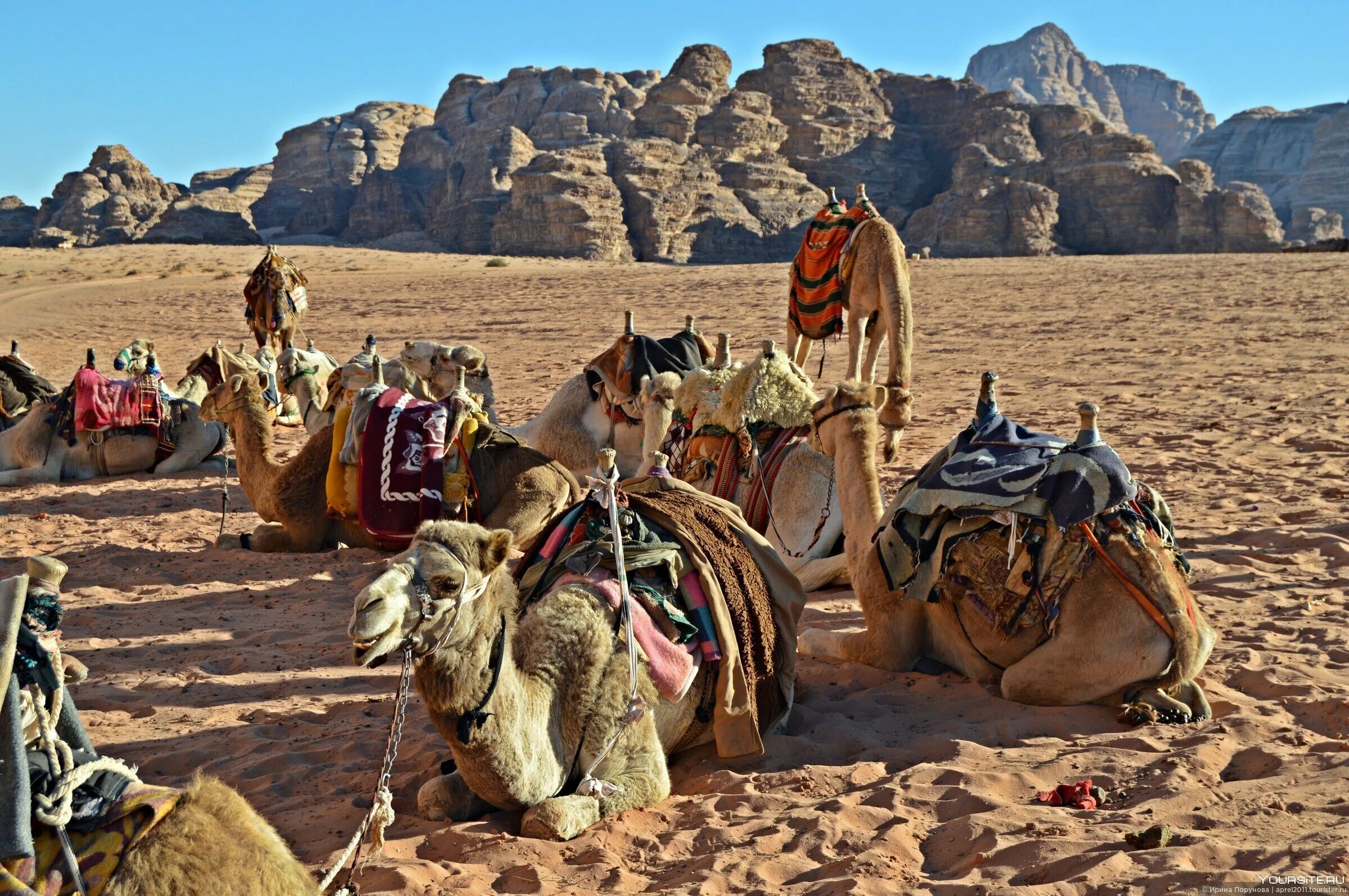 Верблюды Караван Вади рам. Camel Caravan. Верблюды в Вади рам. Туркменистан Верблюды Караван.