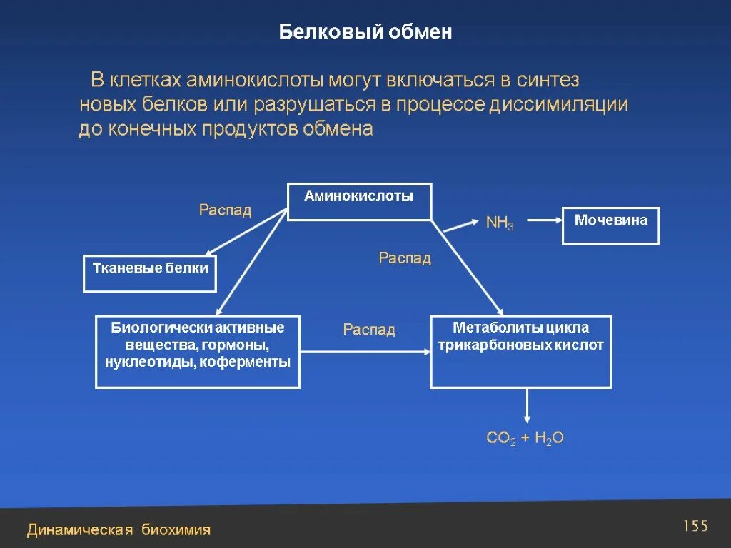 Основной процесс клеточного обмена. Процесс обмена белков. Обмен белков в организме биохимия. Схема обмена аминокислот.