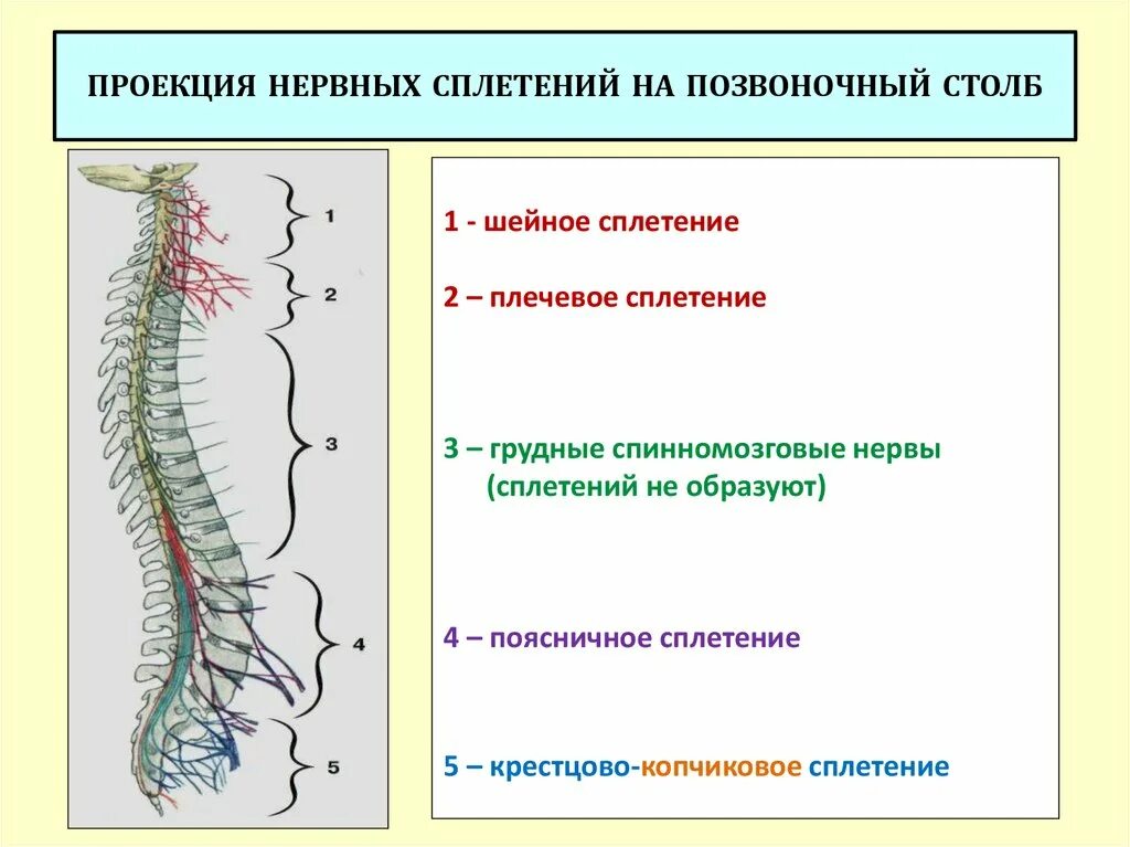 Сплетения спинного мозга анатомия. Сплетения спинномозговых нервов схема. Нервные сплетения позвоночника. Спинномозговые нервы сплетения.