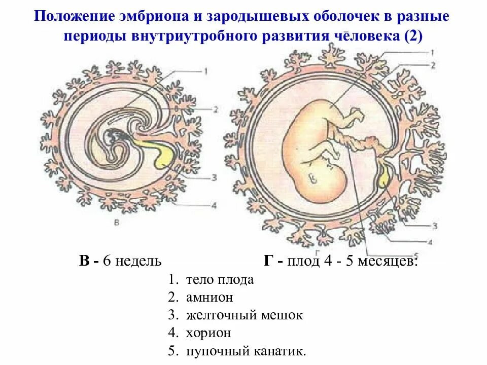 Внутриутробное оплодотворение