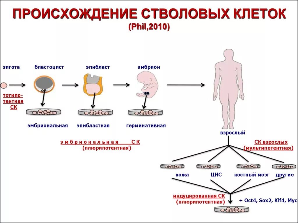 Сколько стволовых клеток. Классификация стволовых клеток по происхождению. Происхождение стволовых клеток. Процесс возникновения стволовых клеток. Стволовые клетки костного мозга.