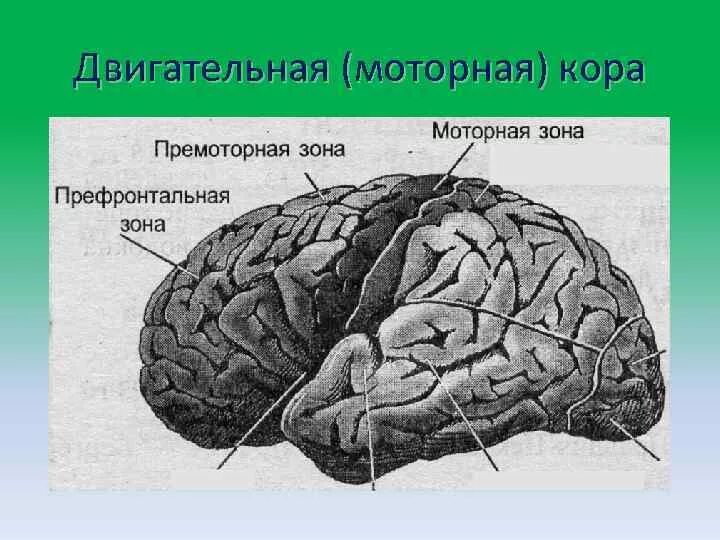 Премоторные зоны полушарий головного мозга. Моторная зона коры головного мозга. Моторные премоторные и префронтальные отделы коры.