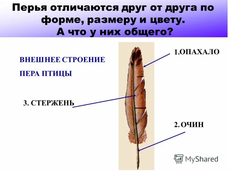 Строение пера птицы 7 класс биология. Строение махового пера у птиц. Строение опахала пера птицы. Внешнее строение пера птицы. Строение перьев птицы биология 7 класс.